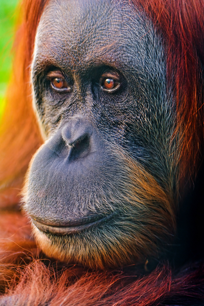 monkey