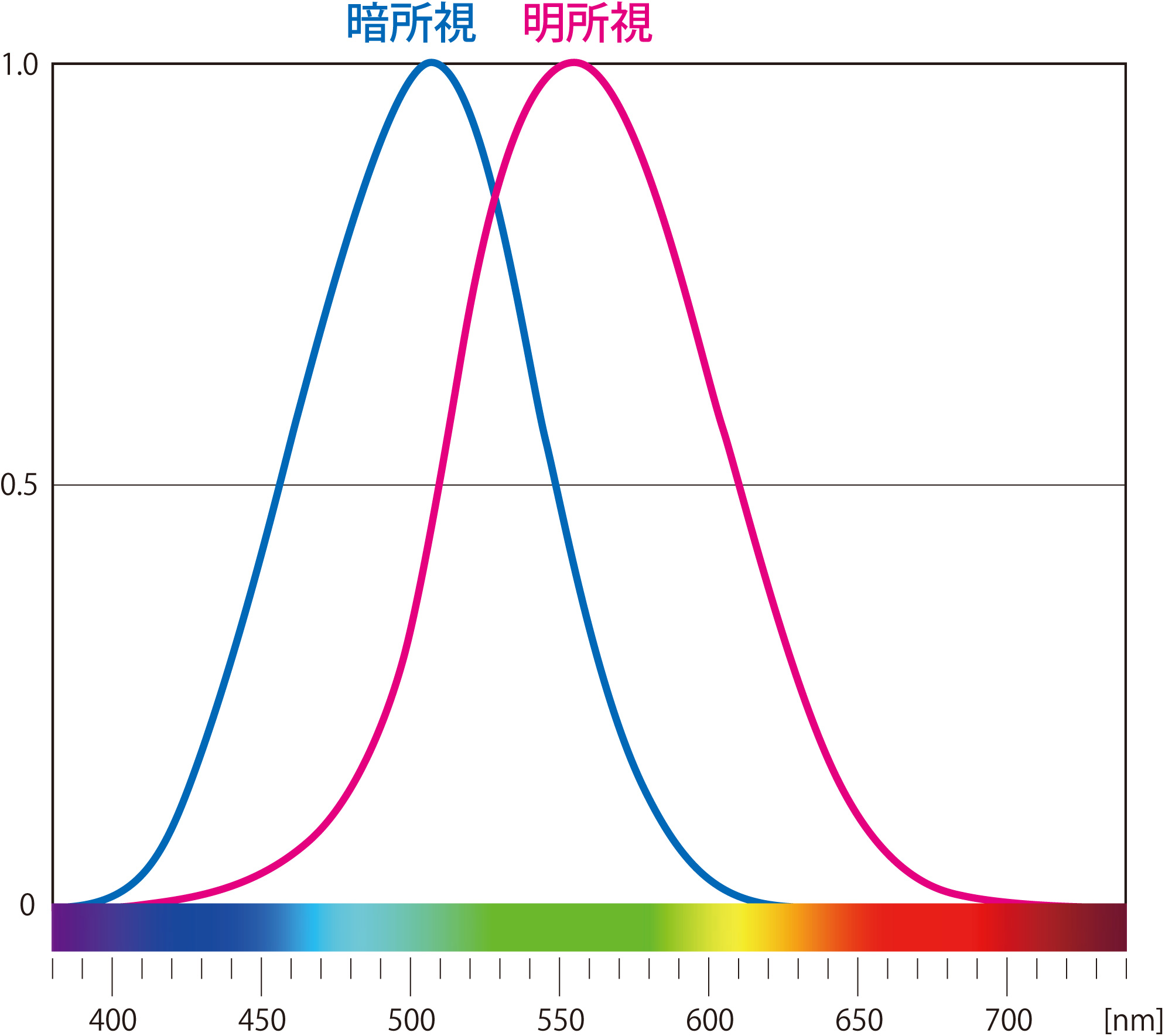 眼について考える(1) ―暗順応・明順応― 光育(ヒカリイク)
